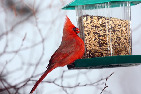 Cost of Bird Feeder Hanging in Ypsilanti